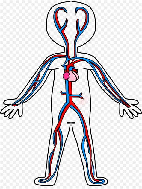 Dibujos Para Colorear Del Sistema Circulatorio Para Ninos ...