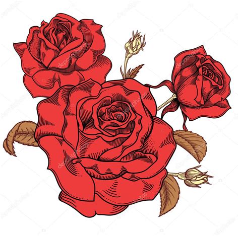Dibujos: rosas rojas dibujadas | Flor flores de rosas rojas, detallada ...