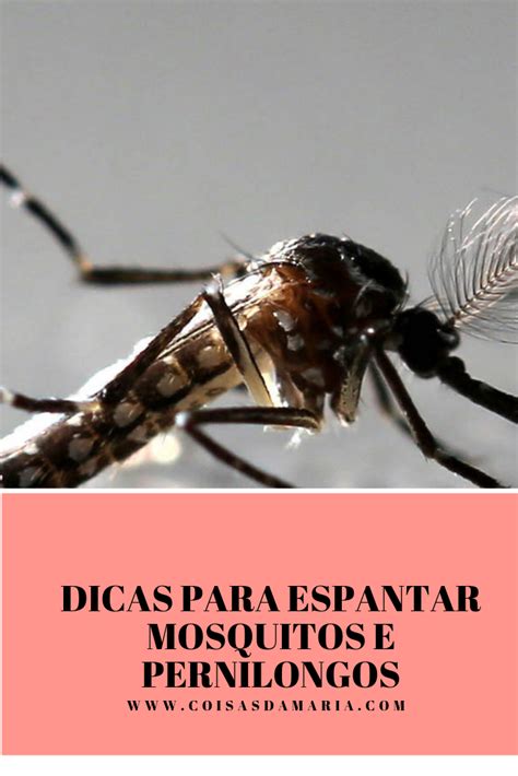 Dicas Para Espantar Mosquitos E Pernilongos | Pernilongos ...