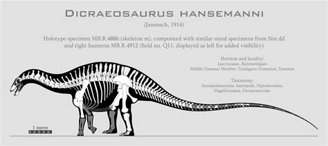Dicraeosaurus hansemanni – The Sauropodomorph s Lair