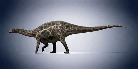Dicraeosaurus Photograph by Sciepro