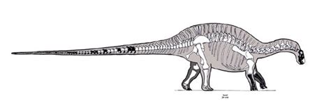 Dicraeosaurus Pictures & Facts   The Dinosaur Database