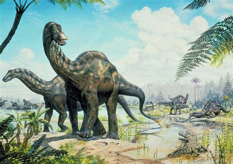 Dicraeosaurus   Stock Image   C004/8057   Science Photo Library