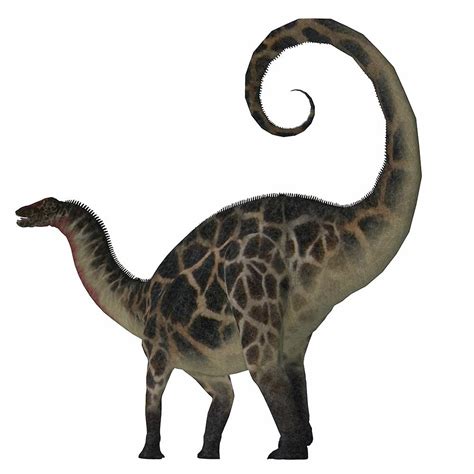 Dicraeosaurus was a sauropod herbivorous dinosaur that lived in the ...