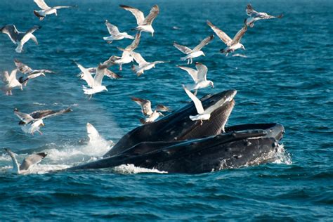 Dieta de las ballenas :: Imágenes y fotos