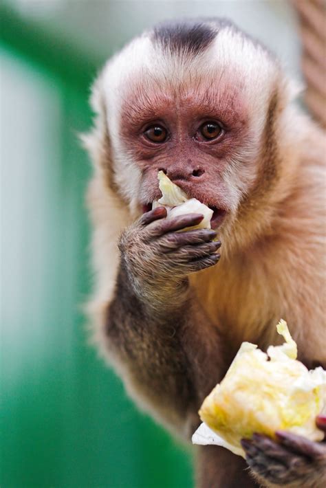 Dieta del mono   ¿Son los monos carnívoros? | Savage Rose