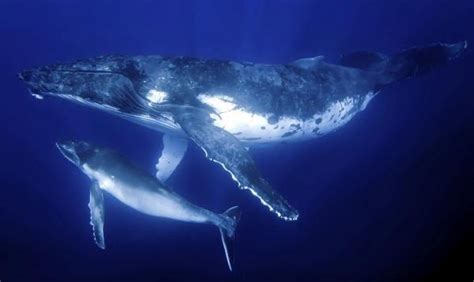 Dietary Habits of the Blue Whale