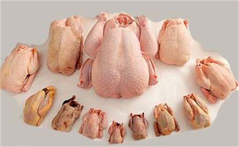 Dietas   Beneficios de la carne de ave