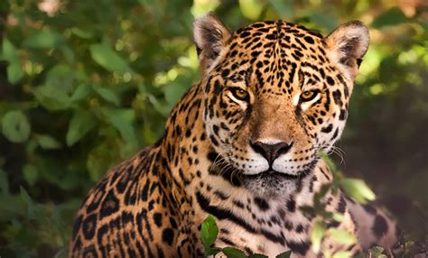 Diez animales en peligro de extinción en Argentina – Diario Nova
