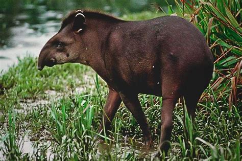 Diez animales que se encuentran en peligro de extinción en Argentina