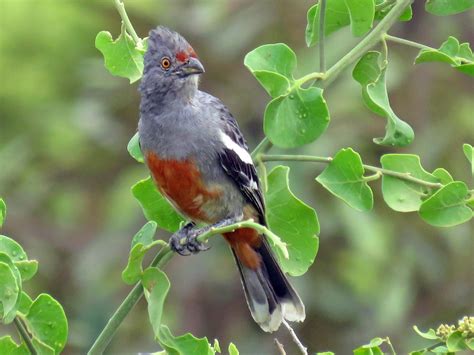 Diez aves emblemáticas de Perú que debes conocer – Rumbos de Sol & Piedra