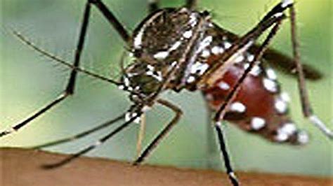 Diez consejos para evitar las picaduras del mosquito tigre