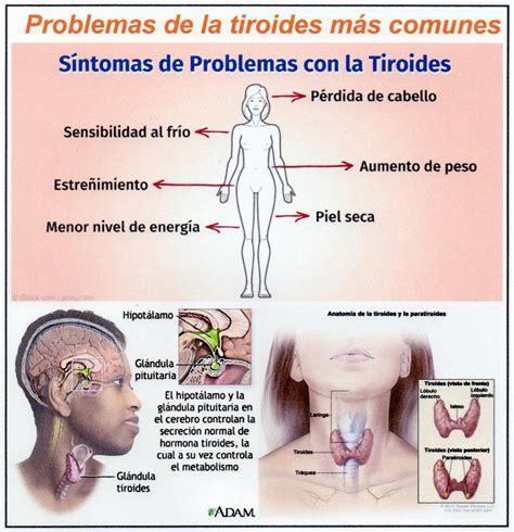 Diez datos claves sobre los problemas de tiroides