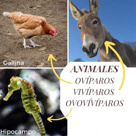 Diferencia entre animales ovíparos, vivíparos y ovovivíparos ...