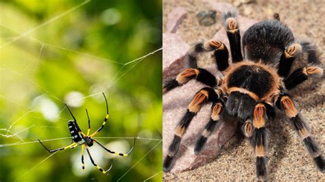 Diferencia entre araña y tarántula   Que Diferencia
