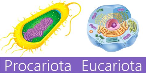 Diferencia Entre Célula Eucariota Y Procariota Cuadro ...