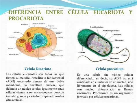 Diferencia entre celula Eucariota y Procariota | Mascotas