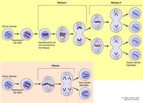 Diferencia entre mitosis y meiosis: Cuadros comparativos e ...