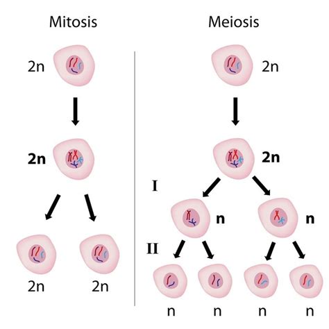 Diferencia entre mitosis y meiosis   Diferenciador