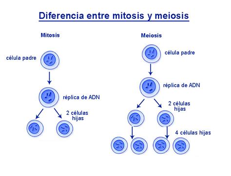 Diferencia entre mitosis y meiosis   Paxala.com