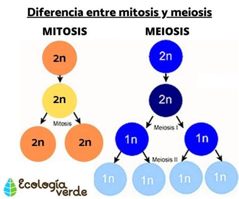 Diferencia entre MITOSIS y MEIOSIS   Resumen y Esquemas  2022