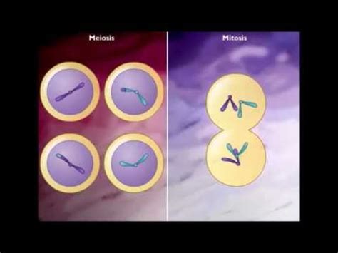 Diferencia entre mitosis y meiosis   YouTube