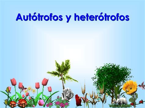 Diferencia entre organismos autótrofos y organismos heterótrofos ...