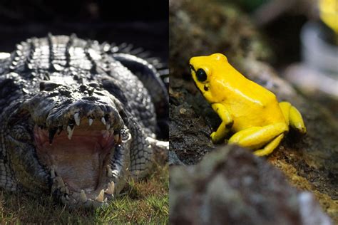Diferencia entre reptiles y anfibios   Que Diferencia