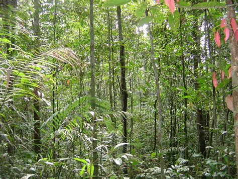 Diferencia entre Selva, Bosque y Monocultivos Forestales ...