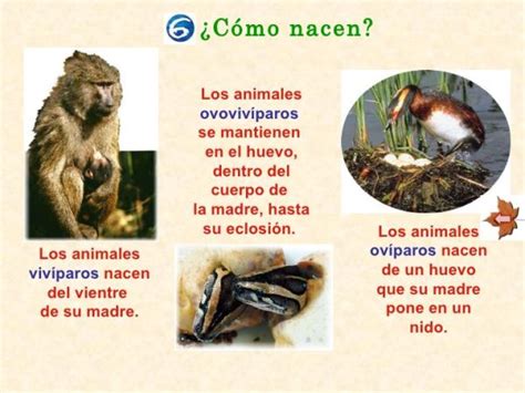 Diferencias entre animales vivíparos, ovíparos y ovovivíparos   RESUMEN
