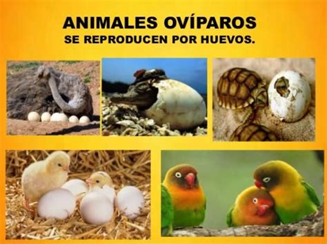 Diferencias entre animales vivíparos, ovíparos y ovovivíparos   RESUMEN ...