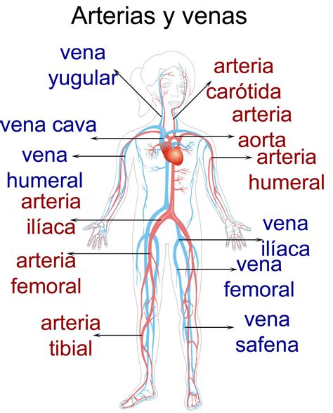 Diferencias entre arterias y venas: Cuadros comparativos e ...