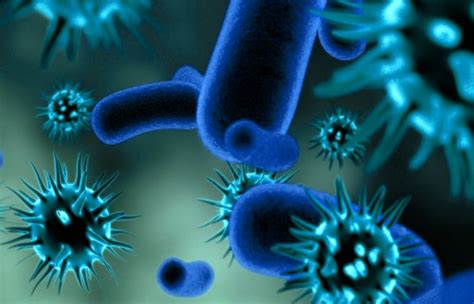 Diferencias entre bacterias, virus y hongos – Sooluciona