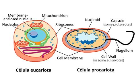 Diferencias entre células eucariotas y procariotas   Tipos ...