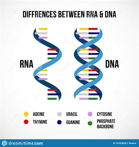 Diferencias Entre La DNA Y El ARN Stock de ilustración   Ilustración de ...