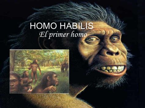 Diferencias entre los Homo Sapiens y los Homo Habilis ...