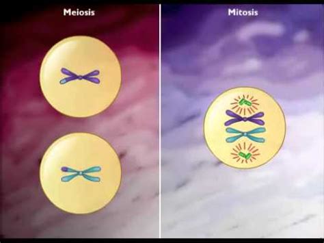 Diferencias entre Mitosis y Meiosis.wmv   YouTube