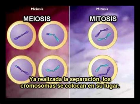 Diferencias entre MITOSIS y MIEOSIS  con subtítulos    YouTube