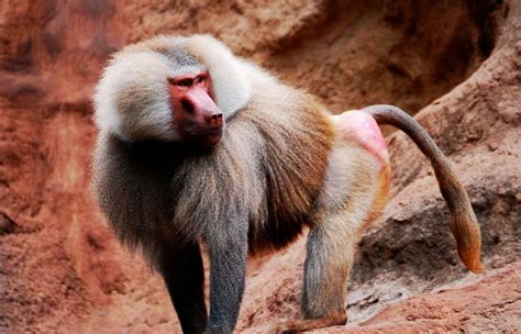 Diferencias entre mono y babuino – Sooluciona