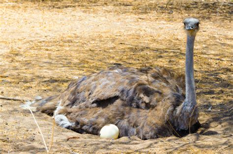 Diferencias entre ñandú y avestruz   My Animals