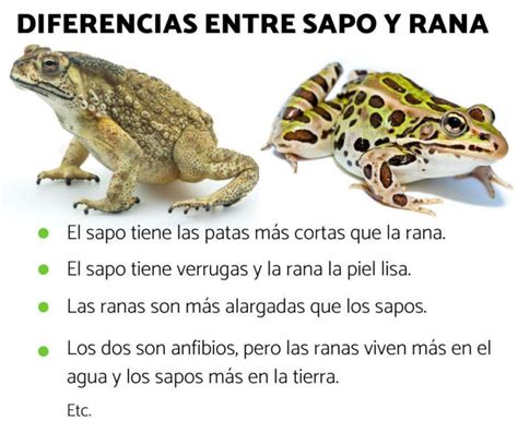 Diferencias entre ranas y sapos   Diferencias Entre.info