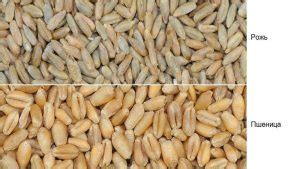 Diferencias entre trigo y centeno: cómo se ven las espiguillas, fotos ...