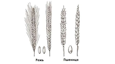 Diferencias entre trigo y centeno: cómo se ven las espiguillas, fotos ...