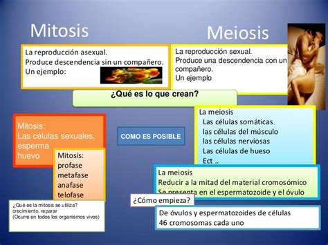 Diferencias mitosis vs meiosis