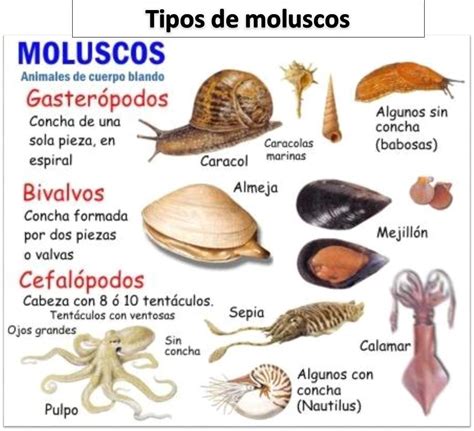 DIferencias que existen entre los tres grupos de moluscos ...