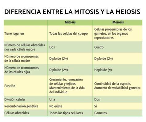 Diferencias Y Semejanzas Entre Mitosis Y Meiosis Cuadro Comparativo ...