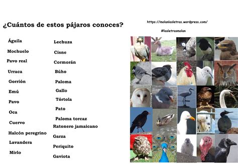 Diferentes #aves y sus nombres en #español. | Photo, Photo ...