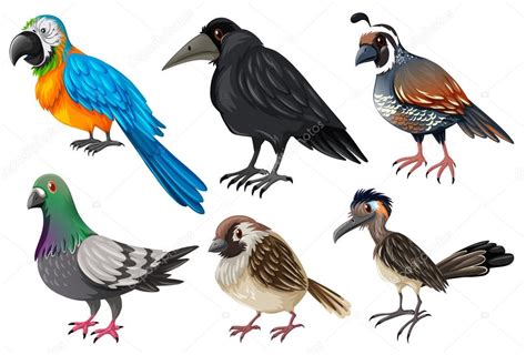 Diferentes tipos de aves selvagens — Vetor de Stock ...