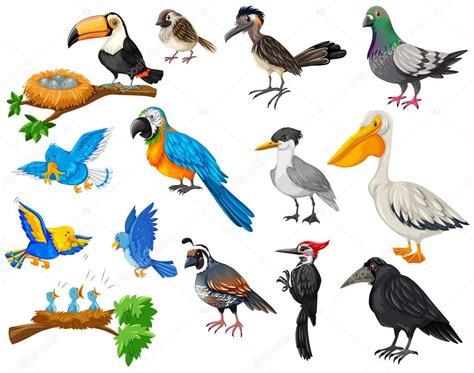 Diferentes tipos de conjunto de aves — Vetores de Stock ...
