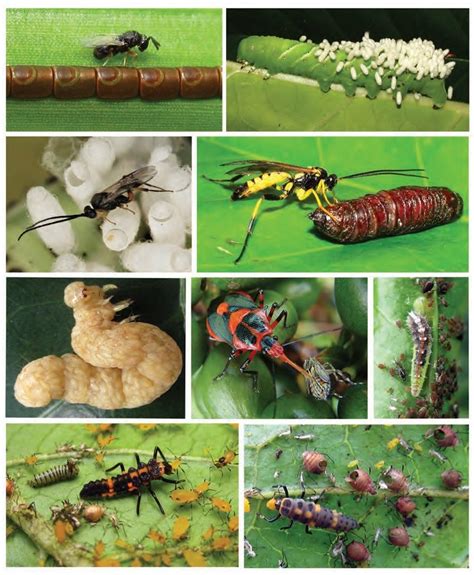 Diferentes tipos de parasitoides y depredadores de insectos plaga. A ...